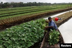 Mohammad Ibrahim, 48, mengumpulkan bibit labu dari petak lahan terapungnya di distrik Pirojpur, Bangladesh, untuk dijual kepada tengkulak, 15 Agustus 2022. (REUTERS/Mohammad Ponir Hossain)