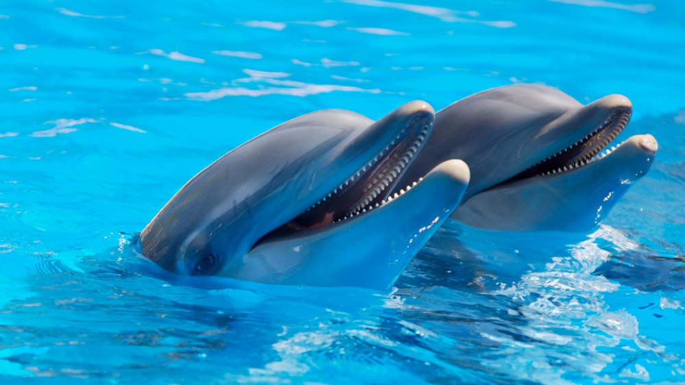 Lumba-lumba dengan giginya yang tajam. Pixabay/Pexels