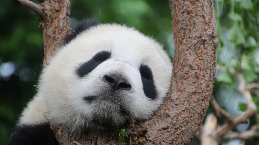 Panda. Foto : Pixabay/Cimberley