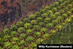 Perkebunan kelapa sawit di samping hutan yang terbakar di dekat Banjarmasin di Kalimantan Selatan, 29 September 2019. (Foto: REUTERS/Willy Kurniawan)
