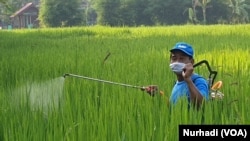 Seorang petani di Sariharjo, Sleman, menyemprot tanaman padi. (Foto:VOA/ Nurhadi)