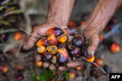 Seorang pekerja perkebunan kelapa sawit menunjukkan buah kelapa sawit di Meulaboh, Aceh, 28 Maret 2019. Indonesia adalah produsen utama minyak sawit, bahan baku berbagai produk, mulai dari minyak goreng, kosmetik, hingga biodiesel. (Foto: AFP).