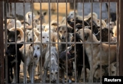 Anjing-anjing di tempat penampungan hewan Rooh di daerah Saqqara, Giza, pinggiran kota Kairo, Mesir, 22 Januari 2023. (REUTERS/Mohamed Abd El Ghany)