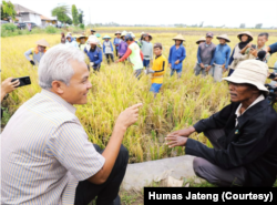 Gubernur Jawa Tengah mengecek panen padi di Kabupaten Kendal, Selasa (14/2). (Foto: Humas Jateng)