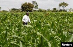Samuel Wathome, petani skala kecil memeriksa ladang jagung, tempat ia menanam benih tanaman asli Kenya di desa Kyeleni, Machakos, 13 Desember 2022. (REUTERS/Monicah Mwangi)
