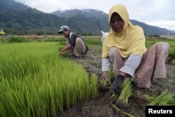 Para petani menyiapkan benih padi untuk ditanam di sebuah desa di Kabupaten Sigi, Sulawesi Tengah, 26 Januari 2016. (Foto: Antara via Reuters)